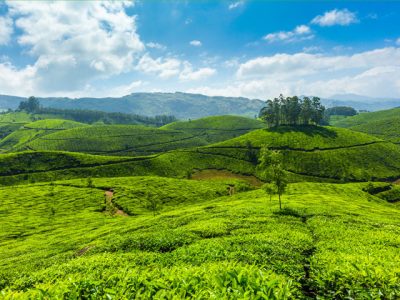 Munnar-tea-plantation