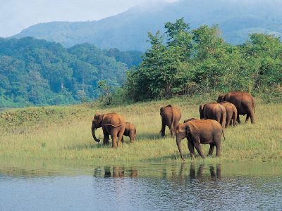 periyar-national-park